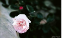 ᏚᎤᏢ♰ᎠᎬᎢ SOPDET⚚ソプデトは兵庫県芦屋市にある Spiritual Room 占い/ヒーリング/ヒーラー/相談/ツインレイ