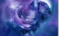 4b414c741ce35606b82403b4504d5052--purple-hearts-purple-roses