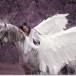 Beautiful,,Young,Elf,,Walking,With,A,Unicorn.,She,Is,Wearing