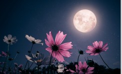 Romantic,Night,Scene,-,Beautiful,Pink,Flower,Blossom,In,Garden
