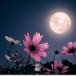 Romantic,Night,Scene,-,Beautiful,Pink,Flower,Blossom,In,Garden