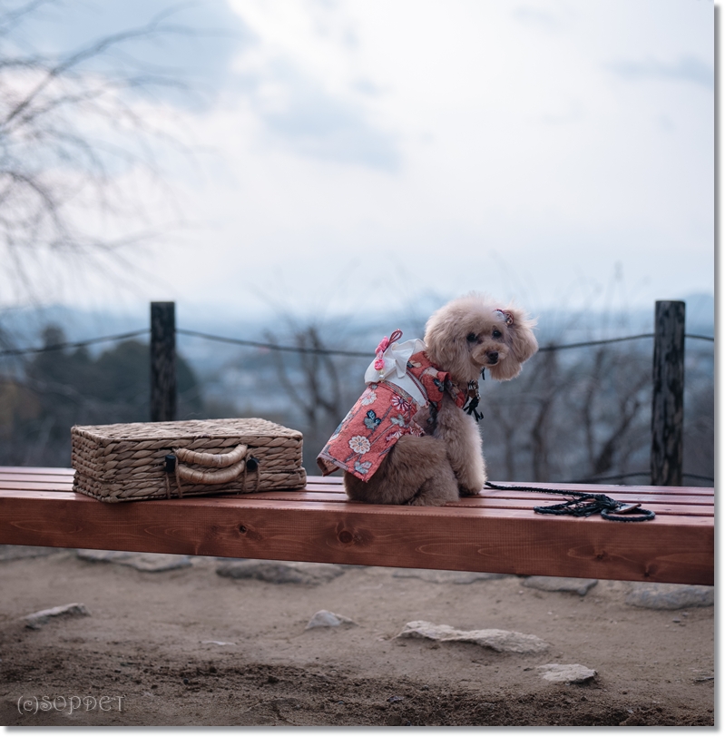 大神神社前撮り12