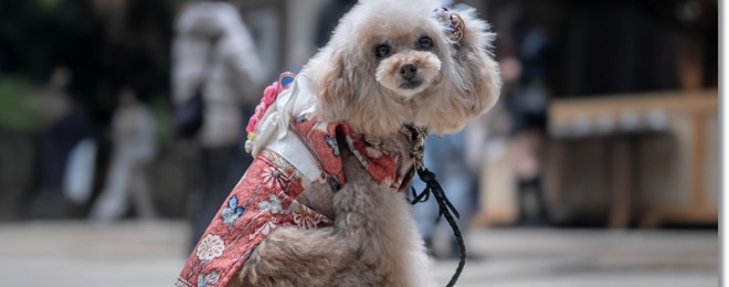 大神神社前撮り10