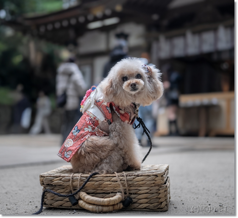 大神神社前撮り10